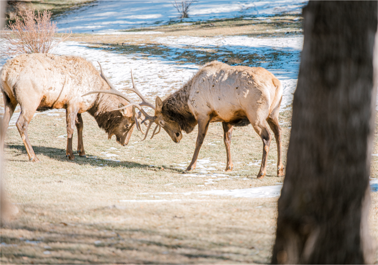 Snowy Winter Wedding in Estes Park Colorado at Black Canyon Inn | Britni Girard Photography